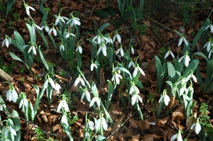 Giant Snowdrop